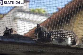 Siatki Kalisz - Siatka na balkony dla kota i zabezpieczenie dzieci dla terenów Kalisza